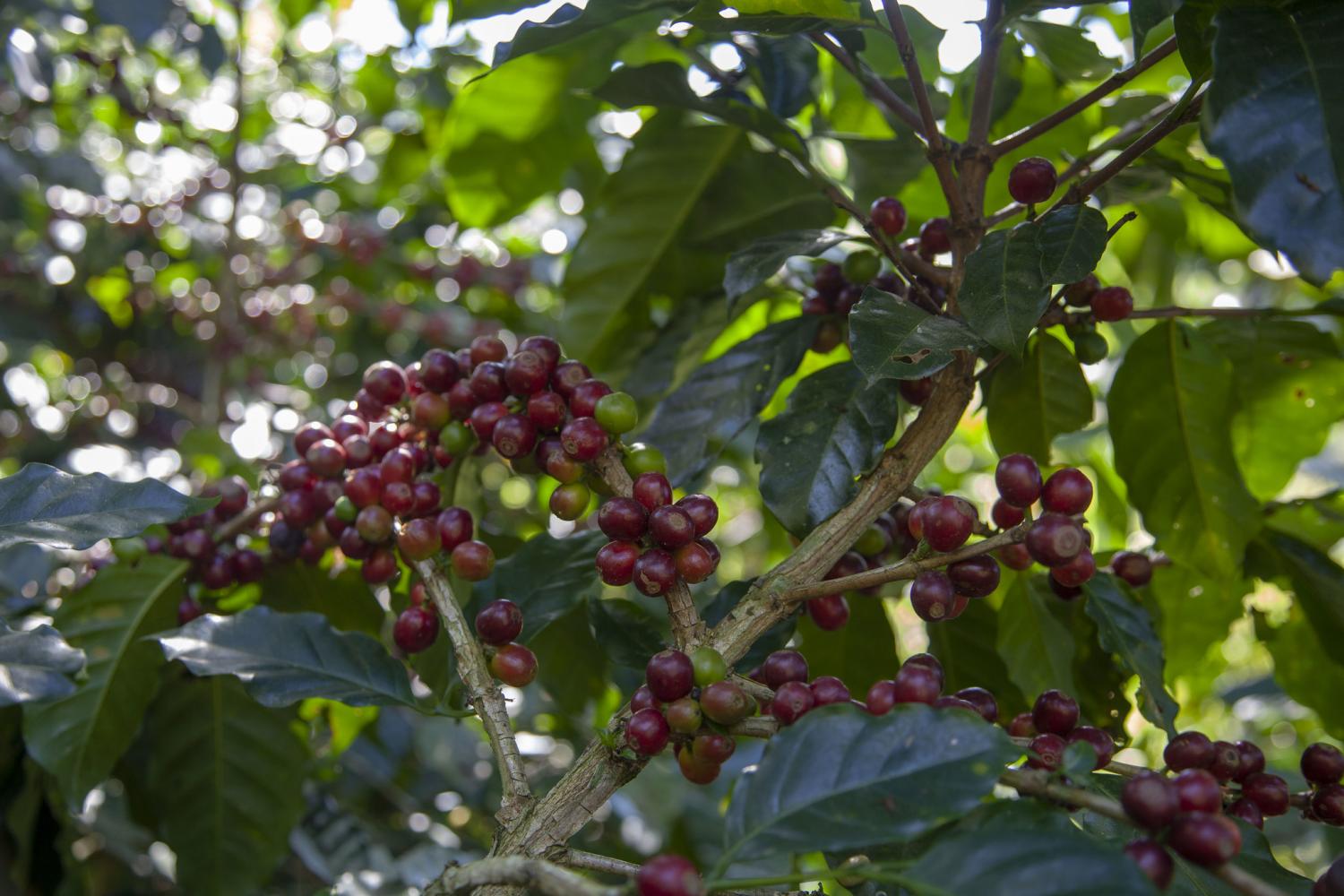 Les cafés du Honduras, notre sélection de cafés éphémères